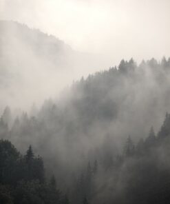 Fototapeta Forest in the Mist 4