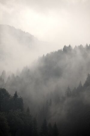 Fototapeta Forest in the Mist 4