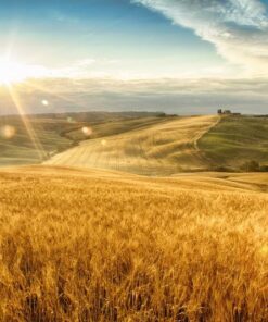 Fototapeta Obilné pole