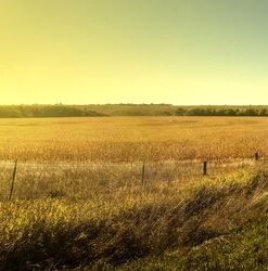 Fototapeta cesta přes pole
