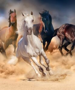 Fototapeta Běžící koně 6