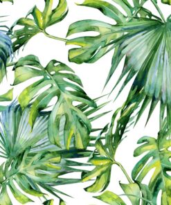 Fototapeta Zelená Monstera