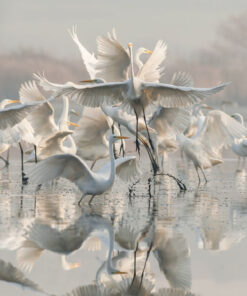 Fototapeta Labutí tanec