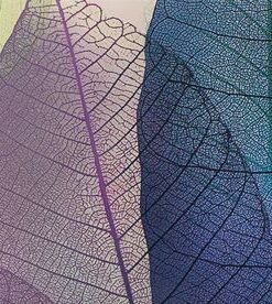 Fototapeta Transparentní