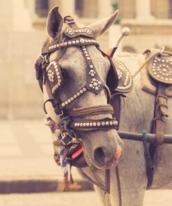 Fototapeta Šedý kůň