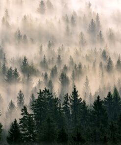 Fototapeta Mystical Fog