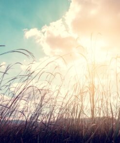 Fototapeta Pampa grass