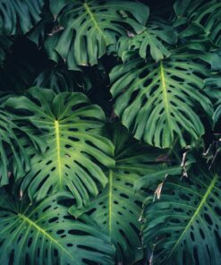 Fototapeta Monstera leaves 3