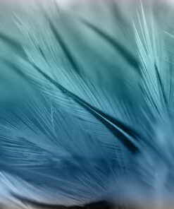 Fototapeta Modré peří