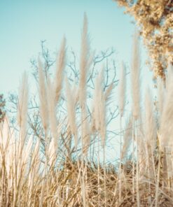 Fototapeta Trs trávy