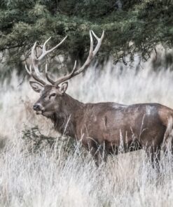 Fototapeta ušlechtilý jelen