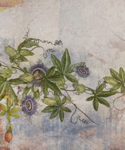 Fototapeta Květ Passiflora