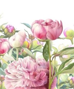 Fototapeta Pivoňky na louce