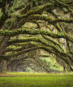 Fototapeta Oak Alley