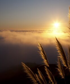 Fototapeta Pampas grass