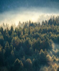 Fototapeta Borový les 2