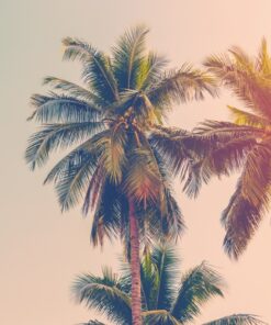 Fototapeta Coconut Palm Trees