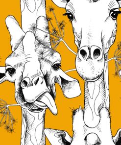 Fototapeta Žvýkací žirafy