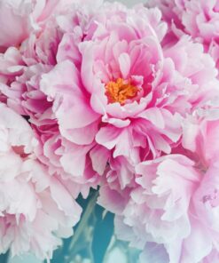 Samolepka na zeď Velké pivoňky