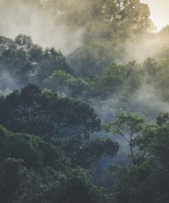 Fototapeta Rain Forest 2