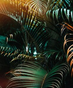 Fototapeta Sunny Palms