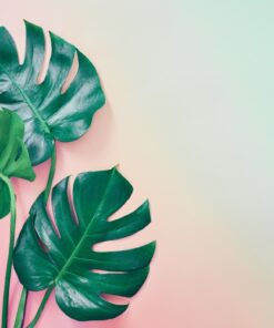 Fototapeta Tři listy