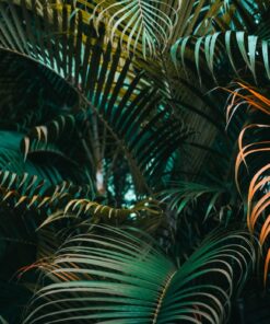 Fototapeta Dark Palm Trees