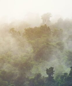 Fototapeta Asijský les