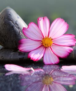 Fototapeta Růžové lázně