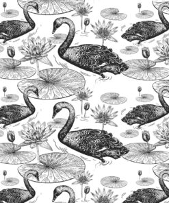 Fototapeta Šedé labutě