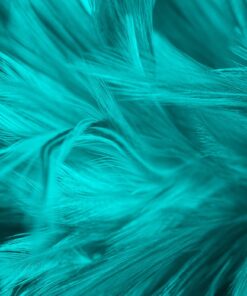 Fototapeta Modré peří 3