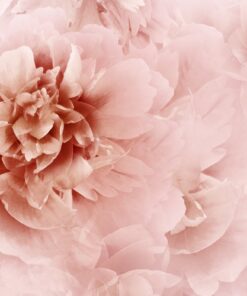 Samolepka na stěnu Pivoňka růže