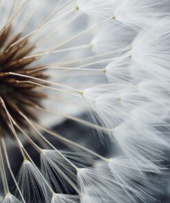 Fototapeta Pampeliška 2