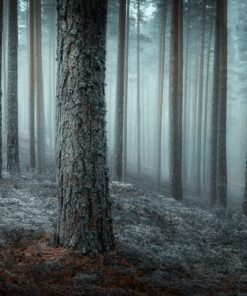 Fototapeta Tajemný les 4