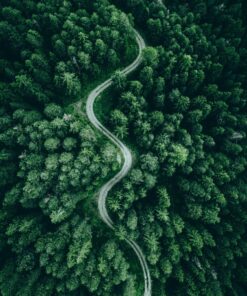 Fototapeta Lesní cesta