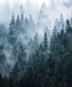 Fototapeta Mystický les