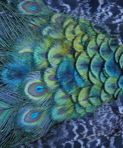 Fototapeta Peacock's tail