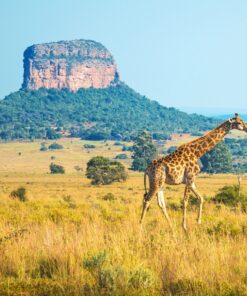 Fototapeta Chodící žirafa