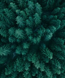 Fototapeta Pine Crowd