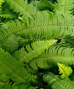 Fototapeta Fern Green