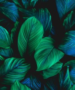 Fototapeta Hloubka listu