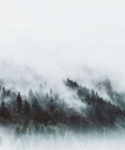 Fototapeta Misty forest 2