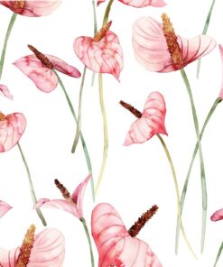 Fototapeta Pink Anthurium
