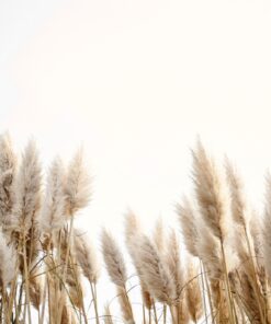 Fototapeta Stoupající trávy