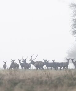Fototapeta Stádo jelenů