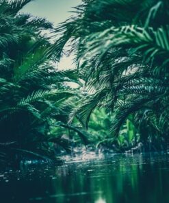 Fototapeta Džungle 5