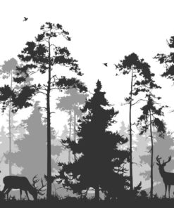 Fototapeta Black Pine trees