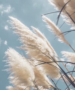 Fototapeta Grass Sound