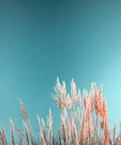 Fototapeta Růžová tráva