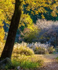 Fototapeta Japonský javor